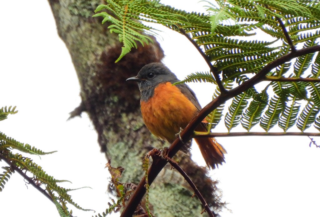 skogsteintrost - ML646794091