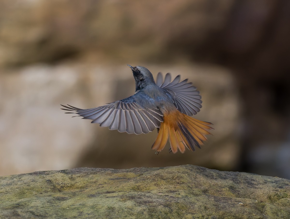 クロジョウビタキ（ochruros グループ） - ML646794094