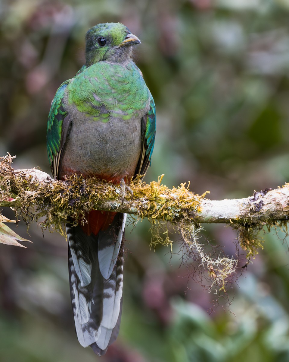 praktketsal - ML646794096