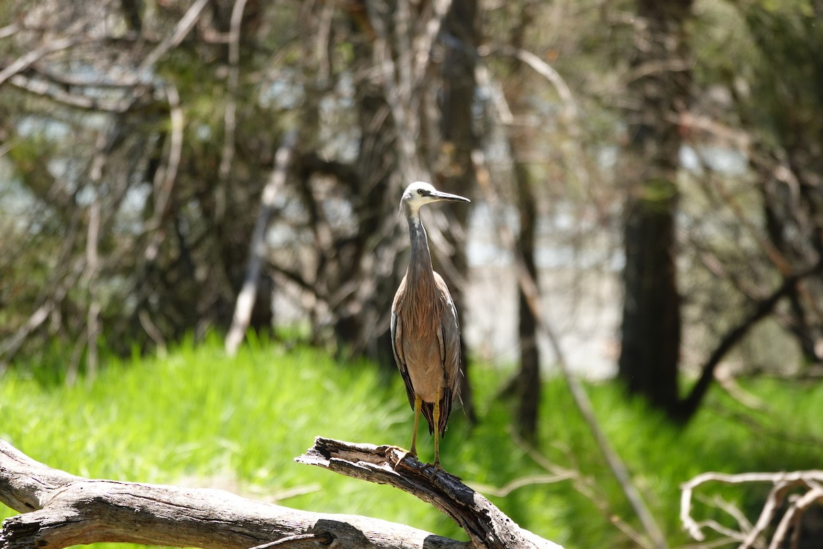 hvitmaskehegre - ML646794097