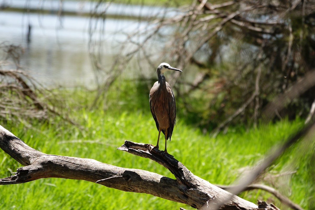 hvitmaskehegre - ML646794098