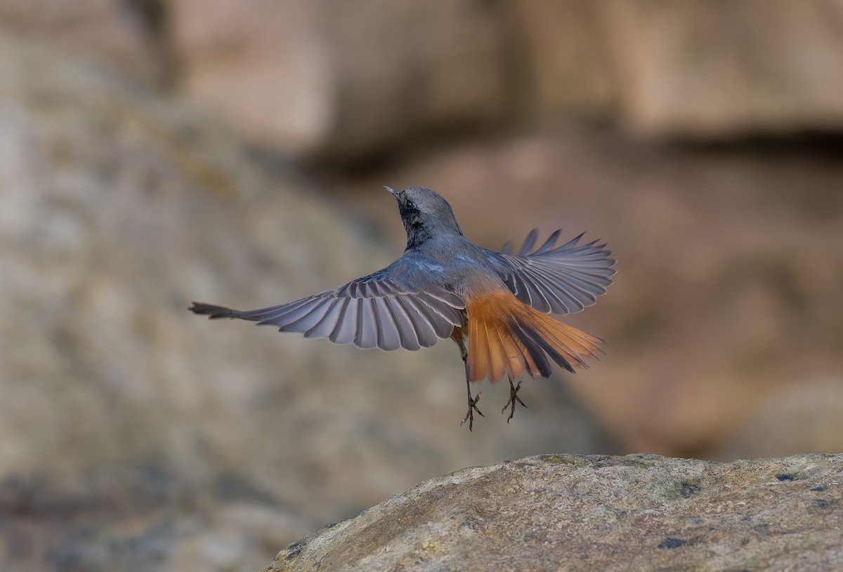 svartrødstjert - ML646794099