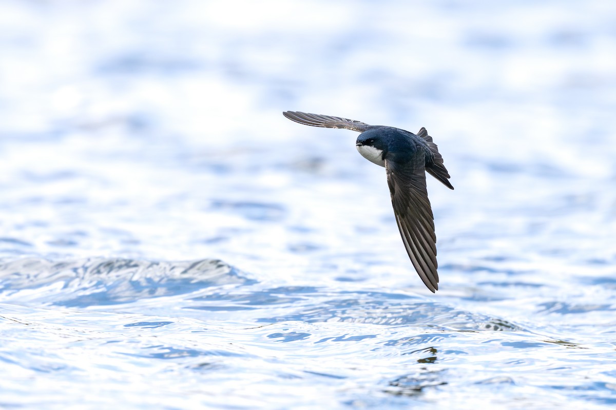 cyansvale - ML646794101