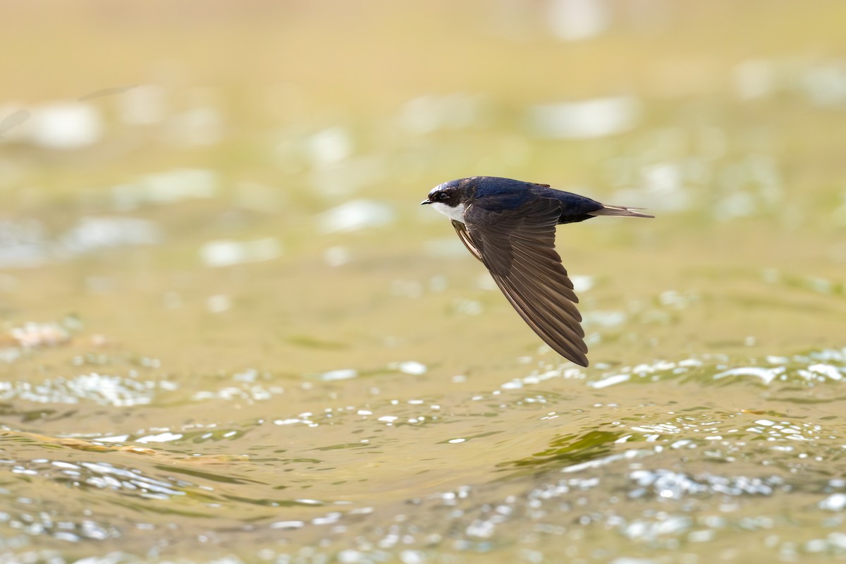 cyansvale - ML646794102