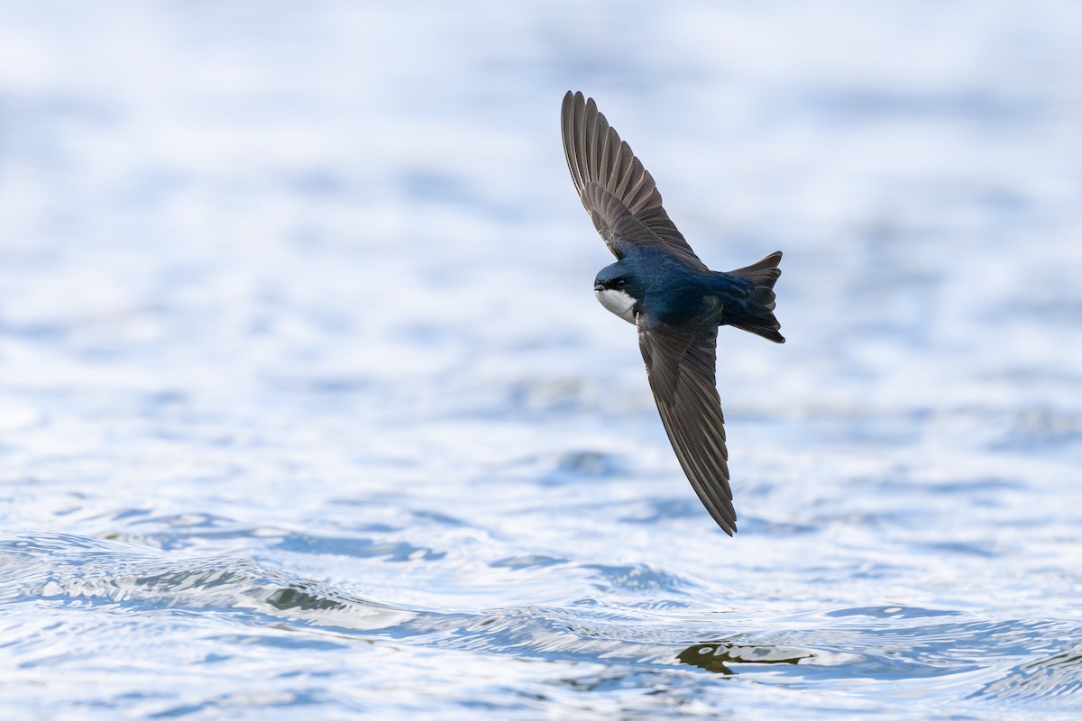 cyansvale - ML646794104