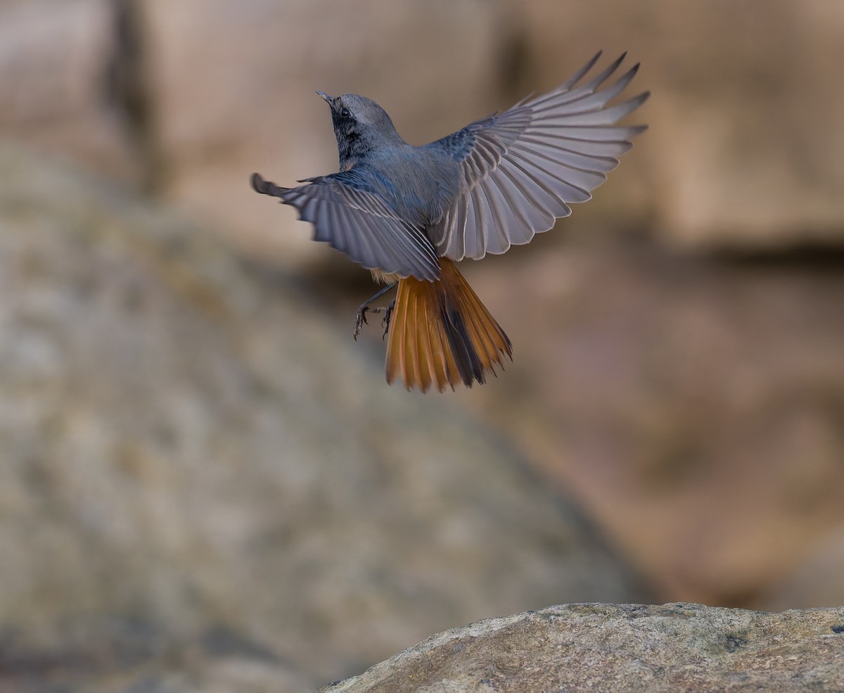 クロジョウビタキ（ochruros グループ） - ML646794105