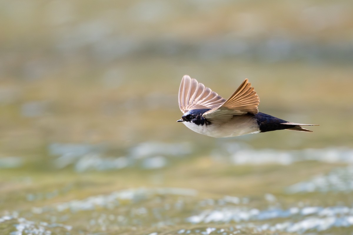 cyansvale - ML646794107