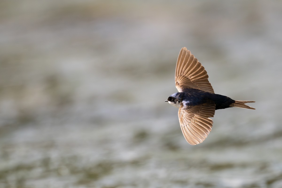 cyansvale - ML646794108