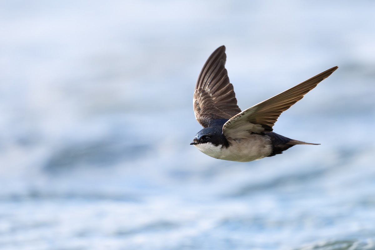 cyansvale - ML646794109