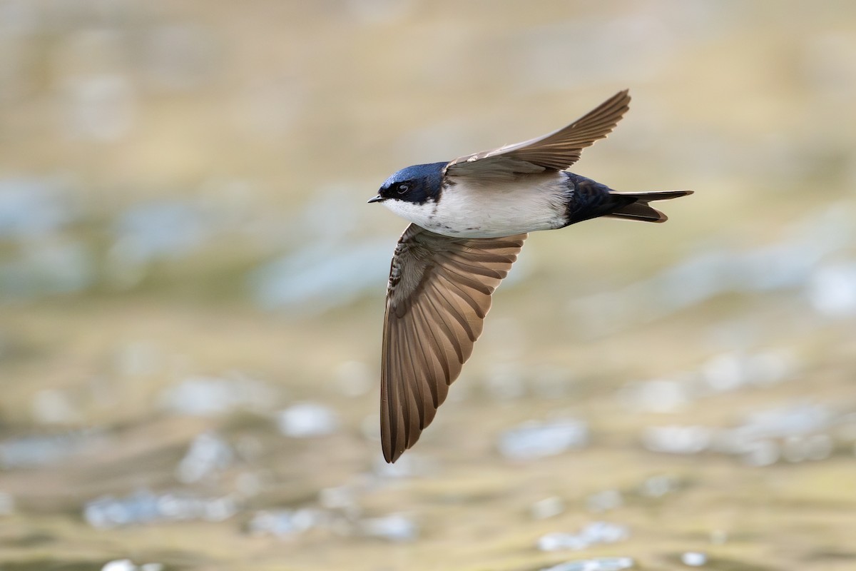 cyansvale - ML646794110