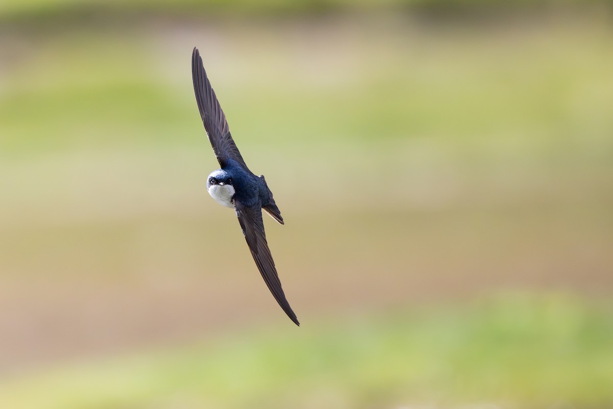 cyansvale - ML646794111