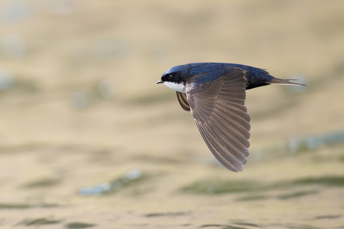 cyansvale - ML646794113