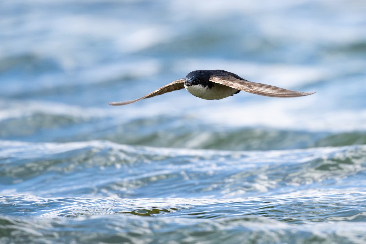 cyansvale - ML646794114