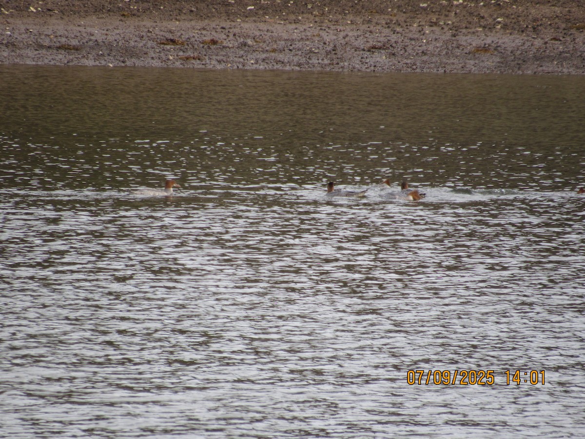 laksand (americanus) - ML646794115