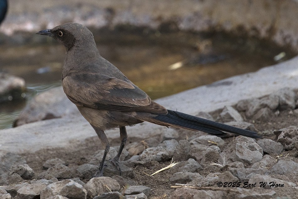 askestær - ML646794116