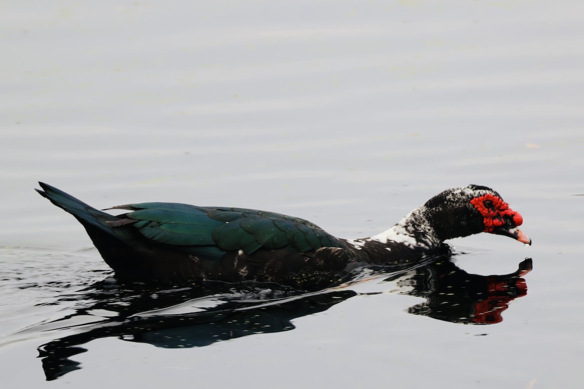 Качка мускусна (свійська) - ML646794118