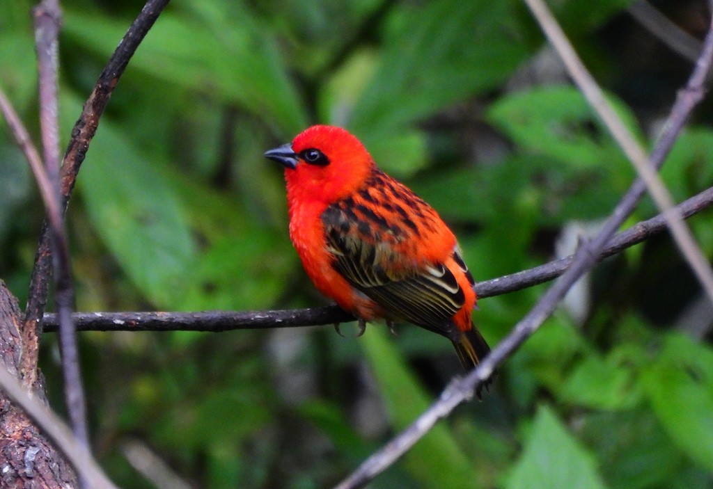 rødvever - ML646794134