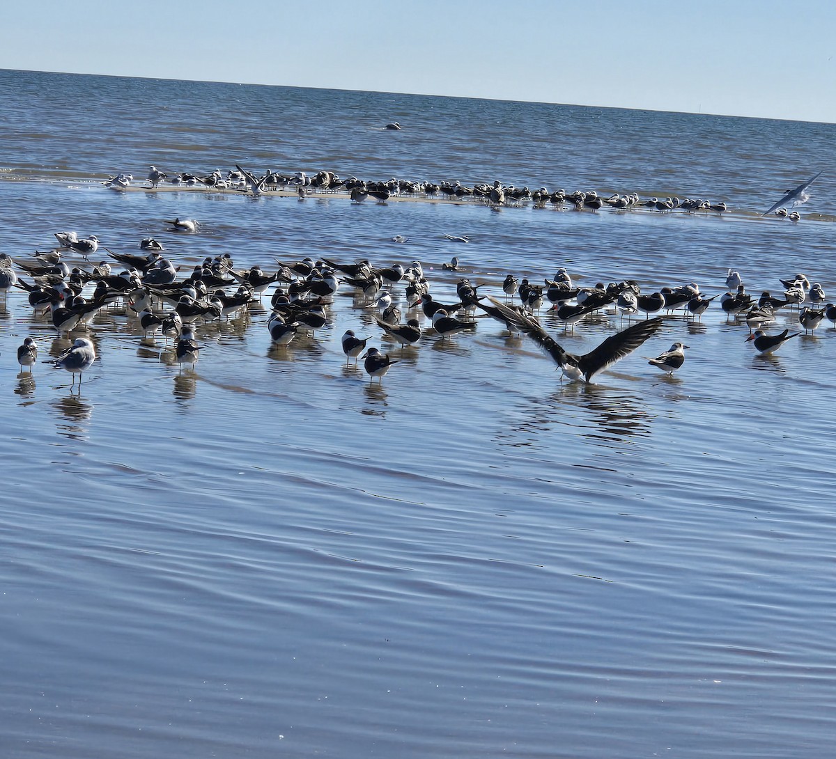 Amerikascherenschnabel - ML646794135