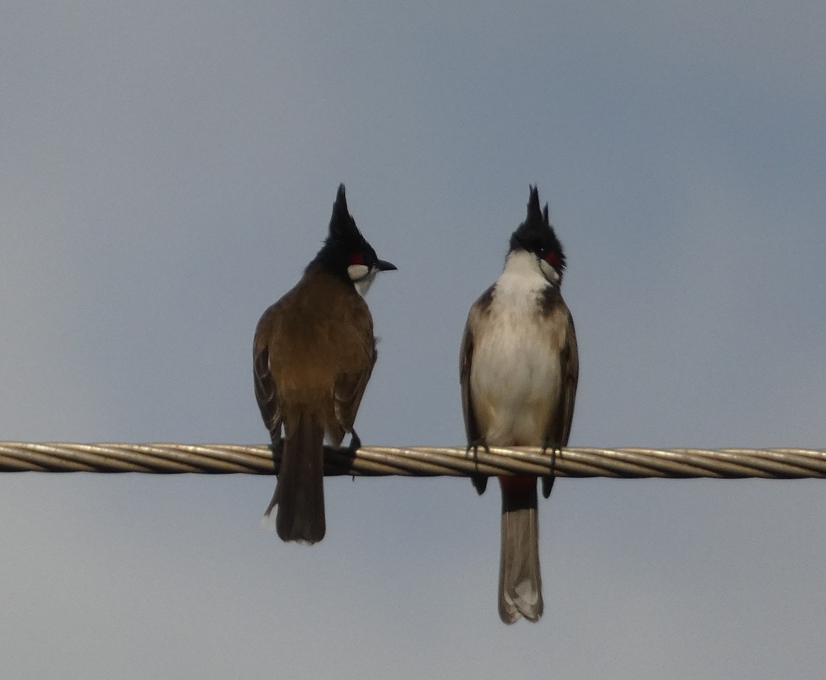 rødørebylbyl - ML646794138