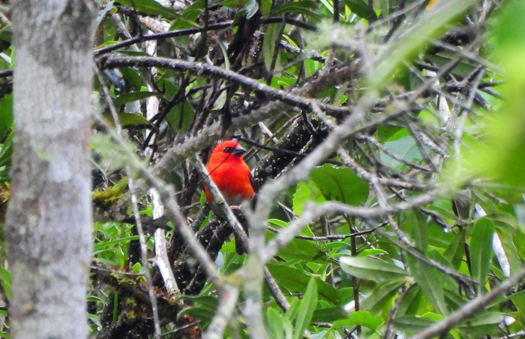 Лесной фуди - ML646794141