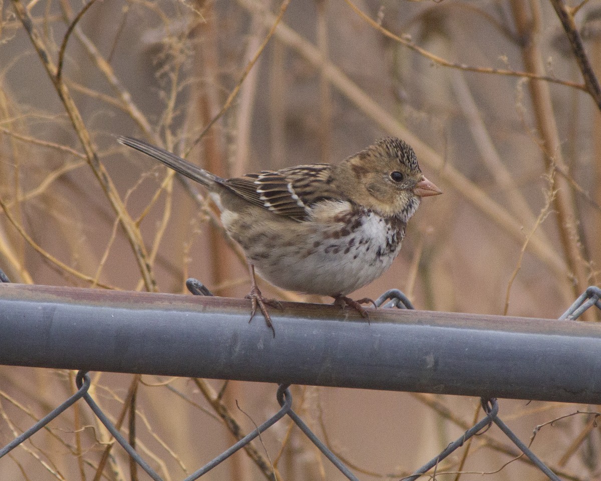 granspurv - ML646794145