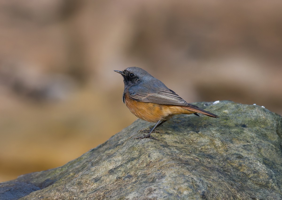 クロジョウビタキ（ochruros グループ） - ML646794147