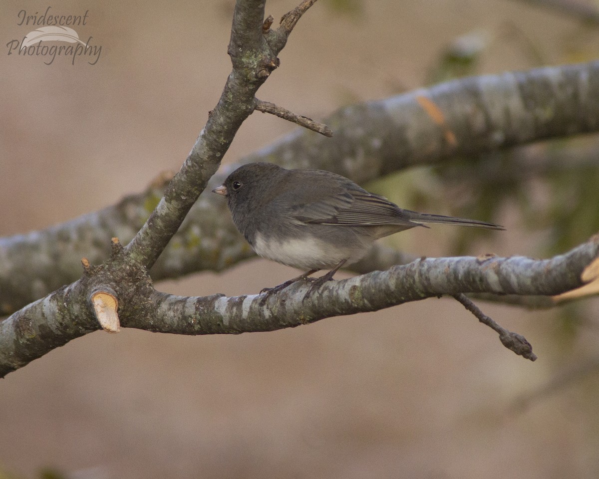 יונקו כהה-עין - ML646794148