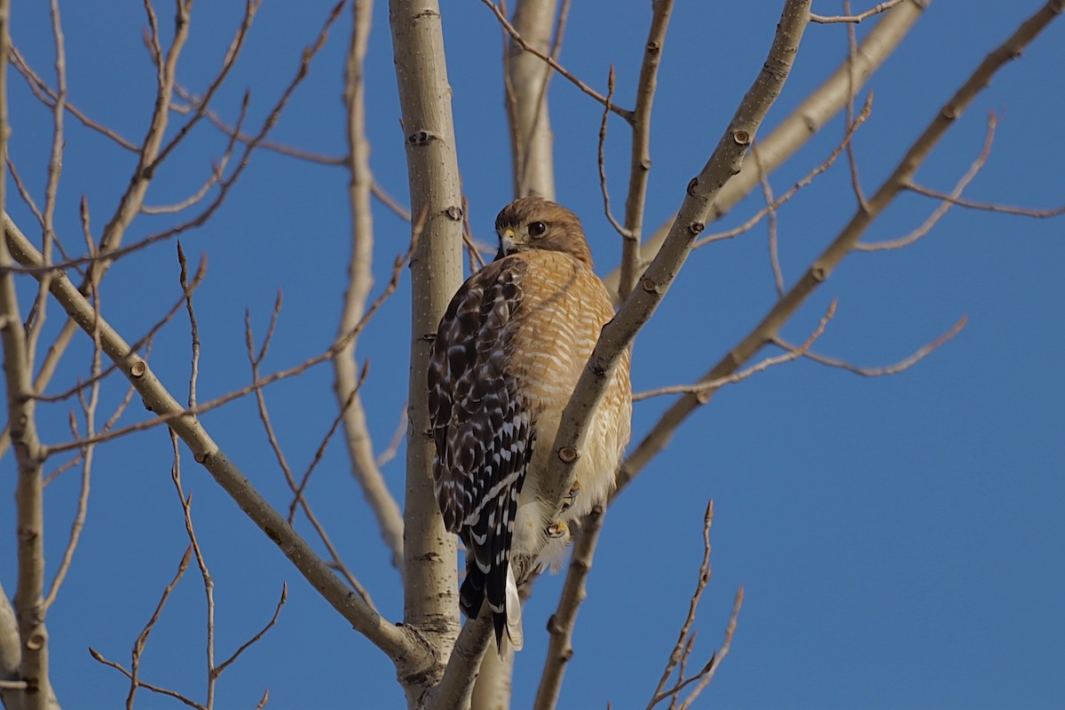 Краснохвостый канюк - ML646794150