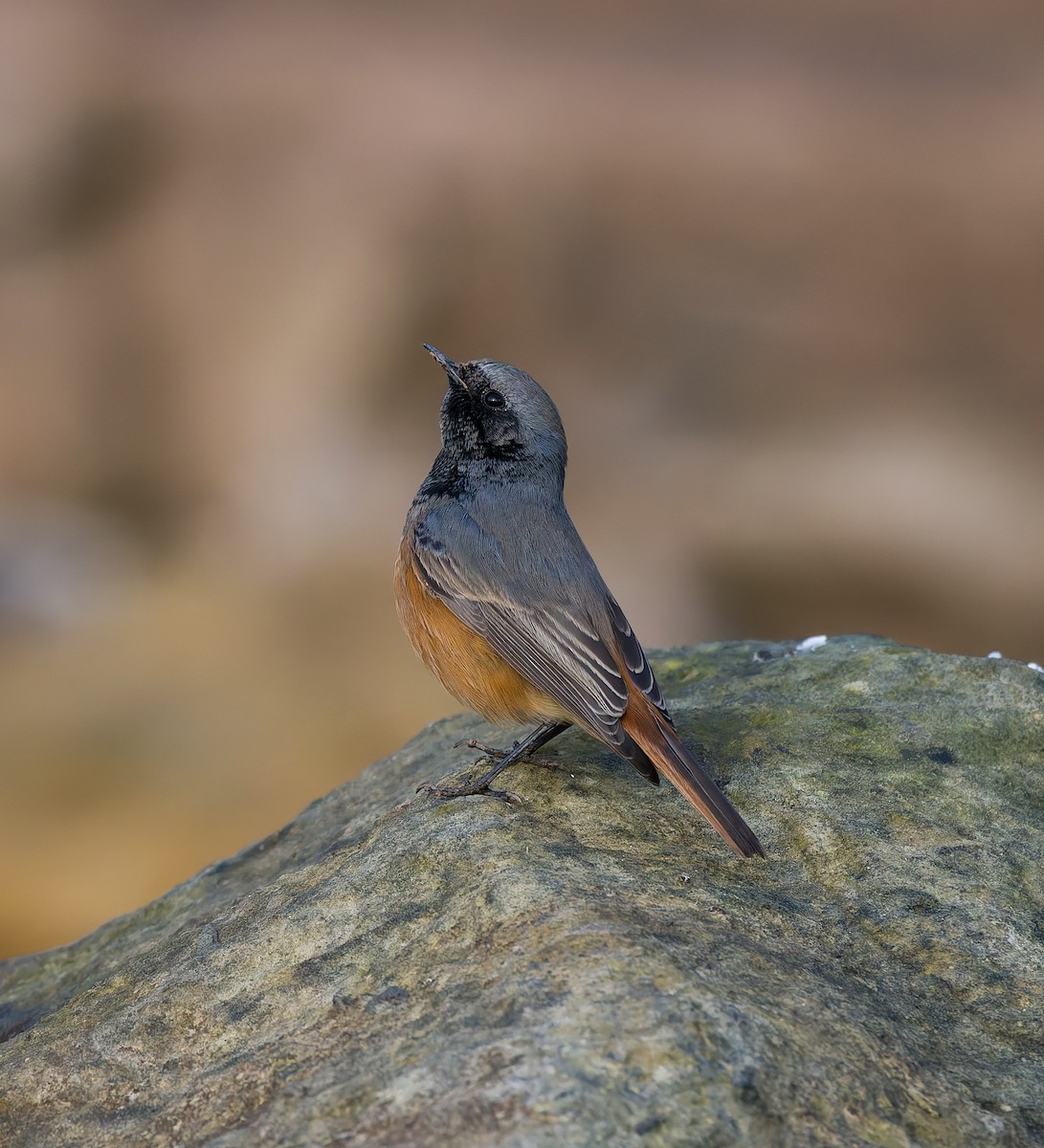 クロジョウビタキ（ochruros グループ） - ML646794156