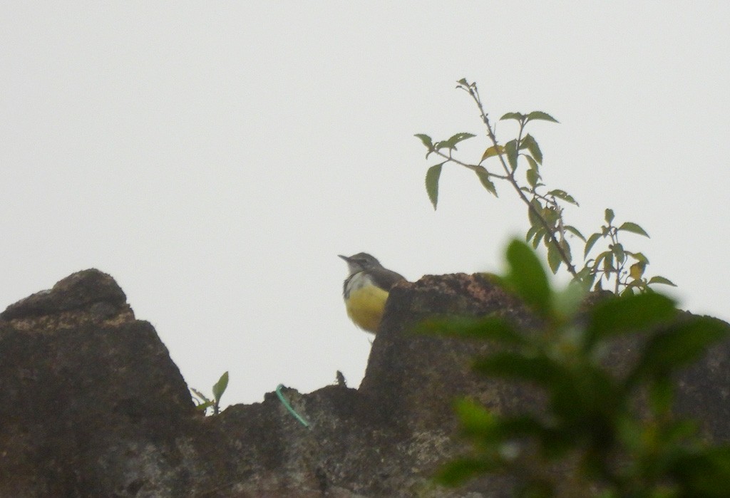 Мадагаскарская трясогузка - ML646794158