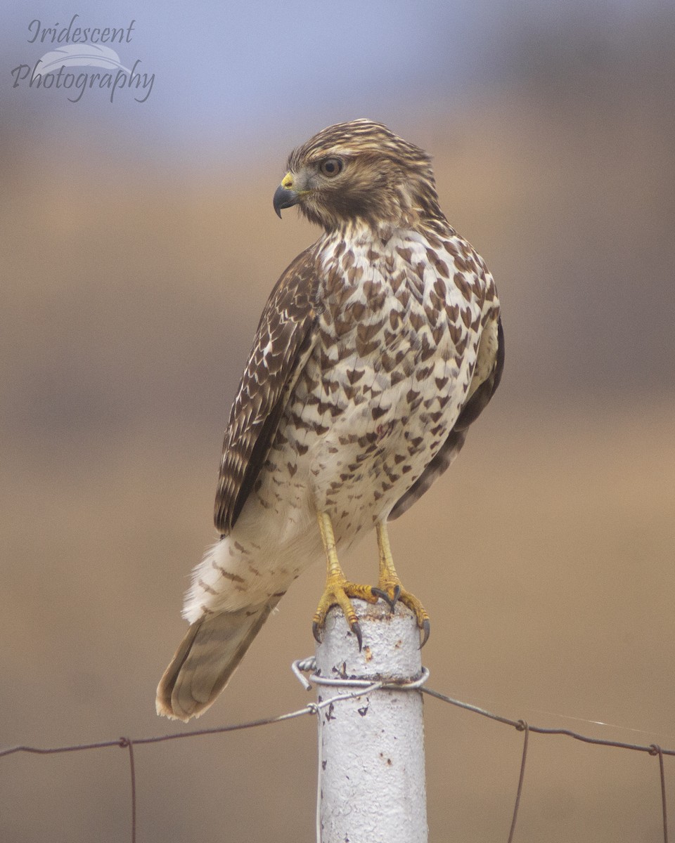 Red-shouldered Hawk - ML646794163