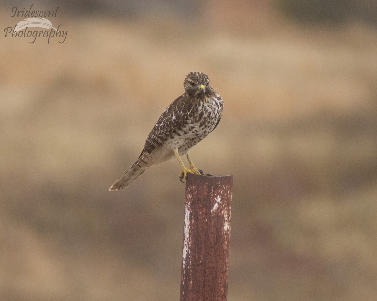 Red-shouldered Hawk - ML646794164