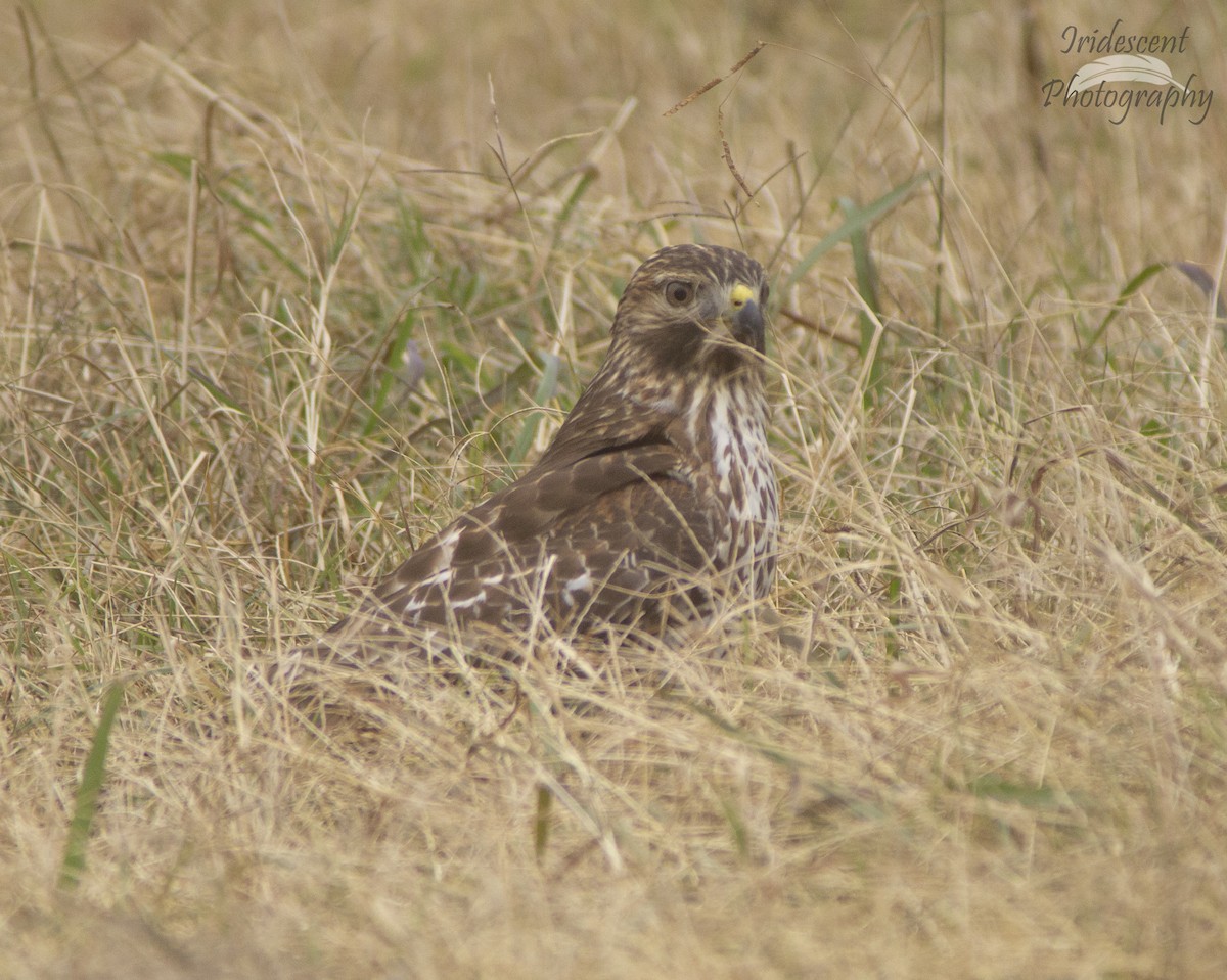 Red-shouldered Hawk - ML646794165