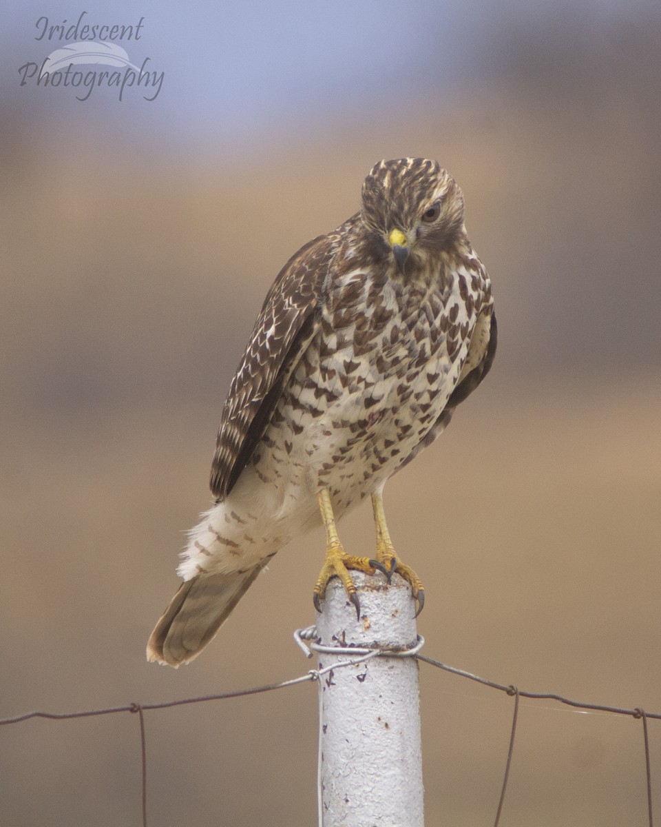 Red-shouldered Hawk - ML646794166