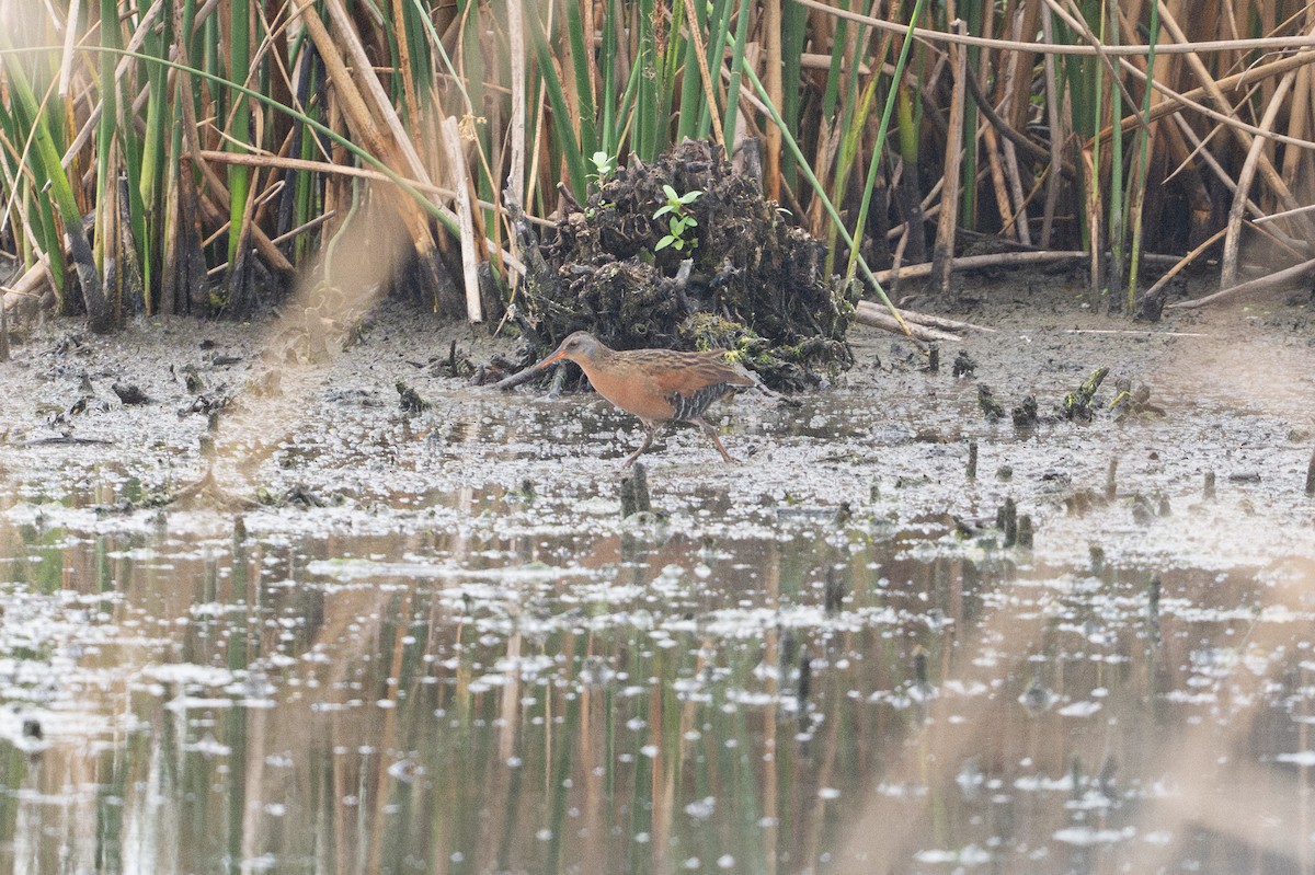 Virginia Rail - ML646794168
