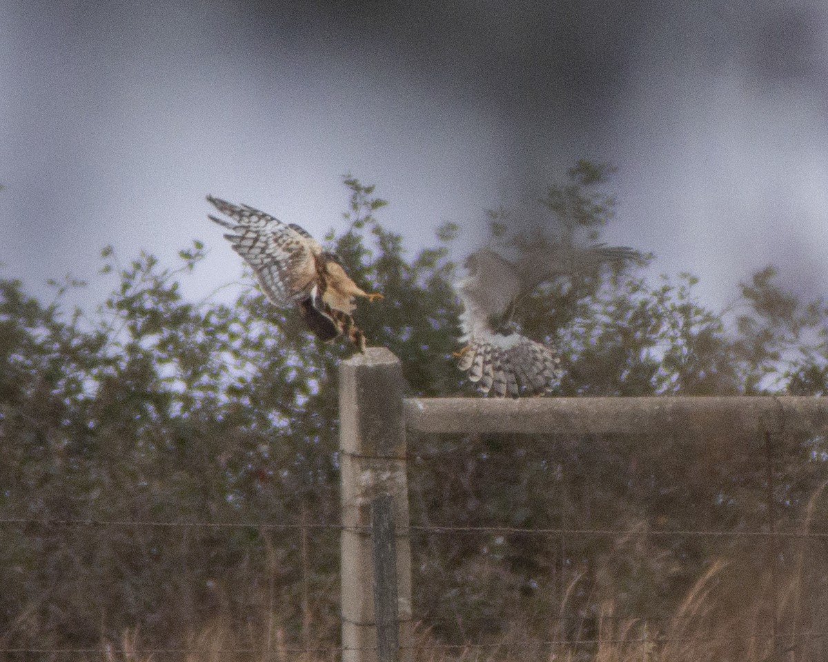 זרון אמריקני - ML646794169