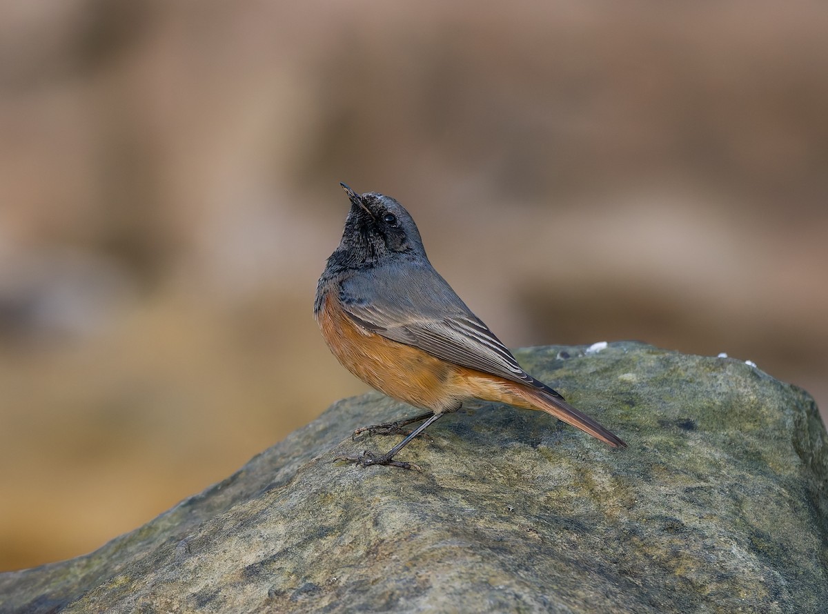 クロジョウビタキ（ochruros グループ） - ML646794170