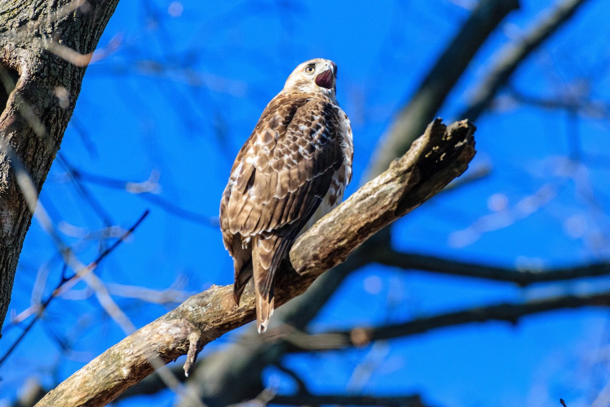 Red-tailed Hawk - ML646794173