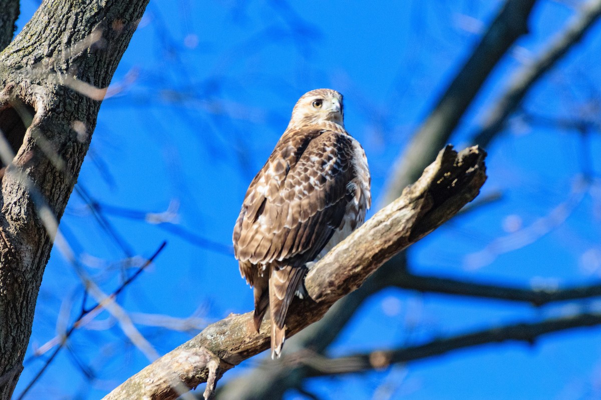 Red-tailed Hawk - ML646794174