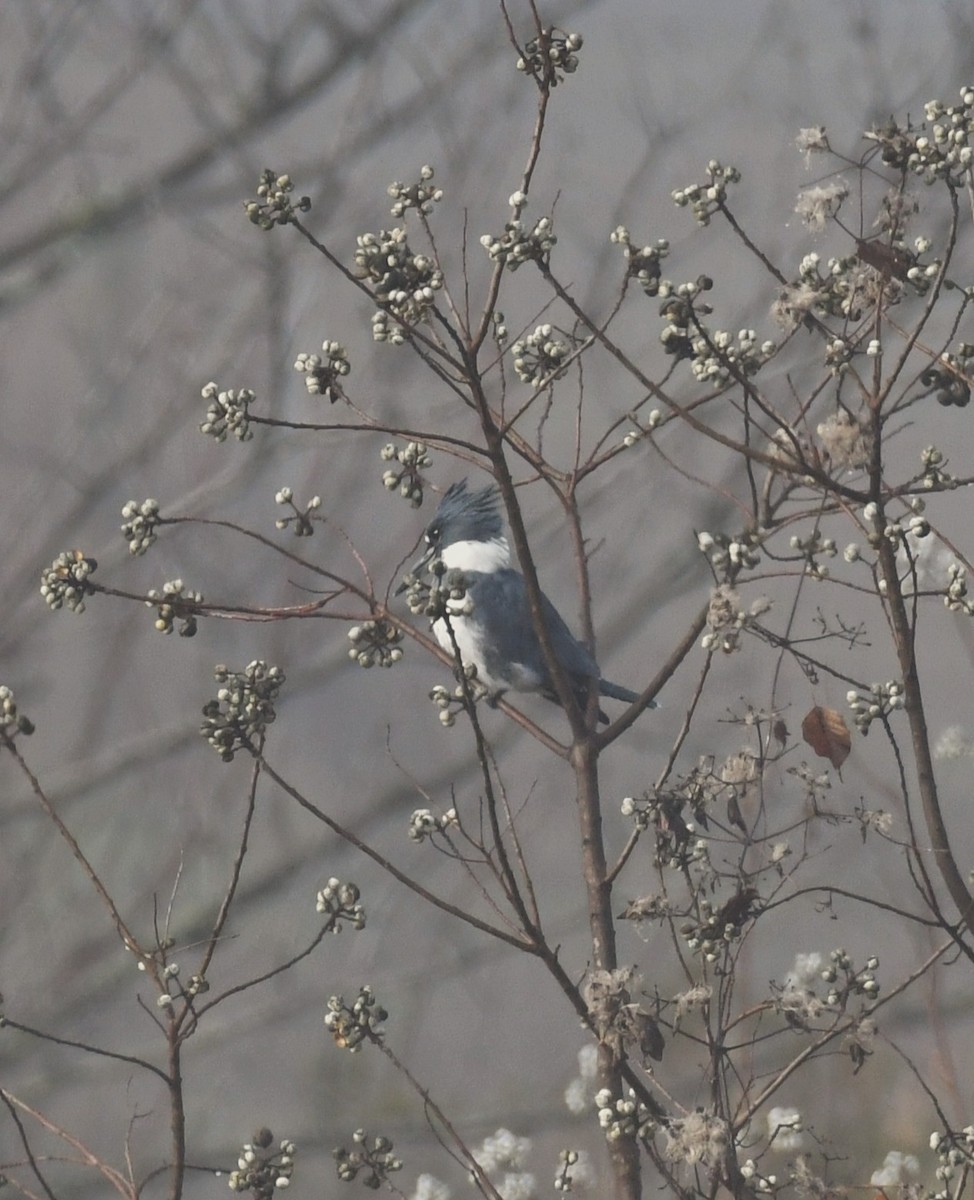 Belted Kingfisher - ML646794176