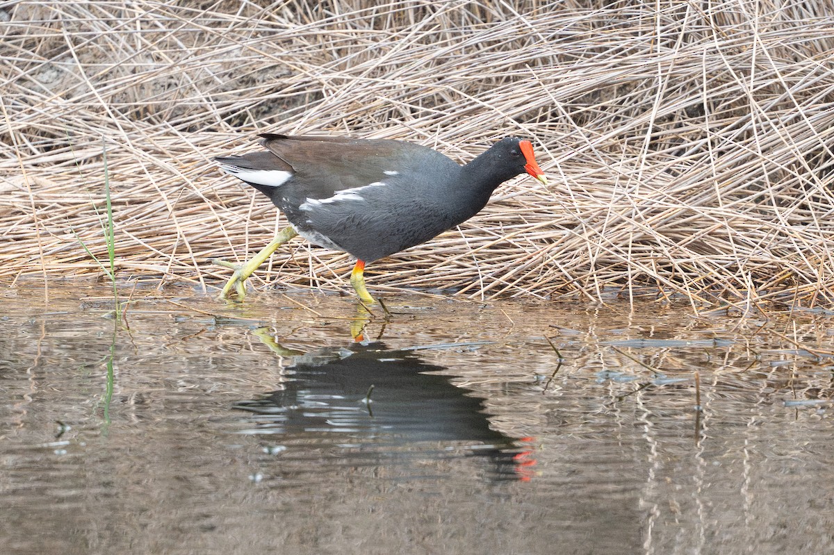 アメリカバン - ML646794178