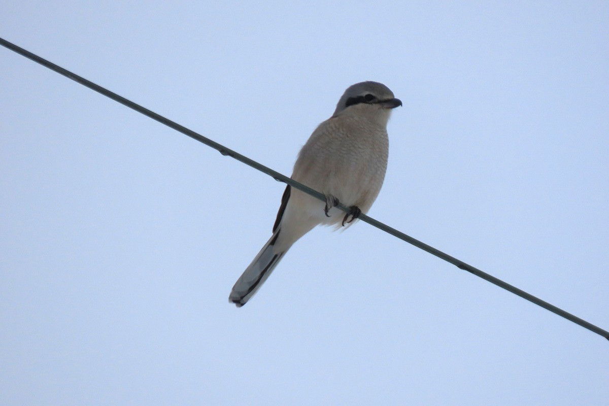 חנקן צפוני - ML646794180