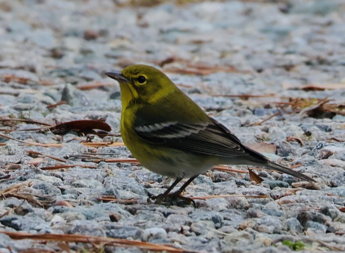 Пісняр-лісовик сосновий - ML646794185
