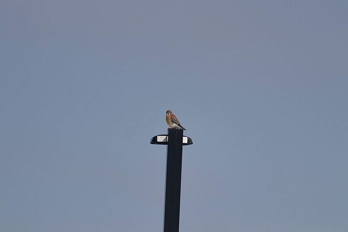 Воробьиная пустельга - ML646794187