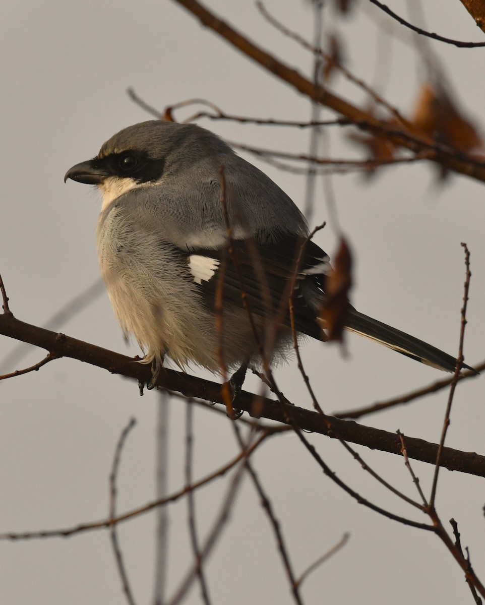 Loggerhead Shrike - ML646794188