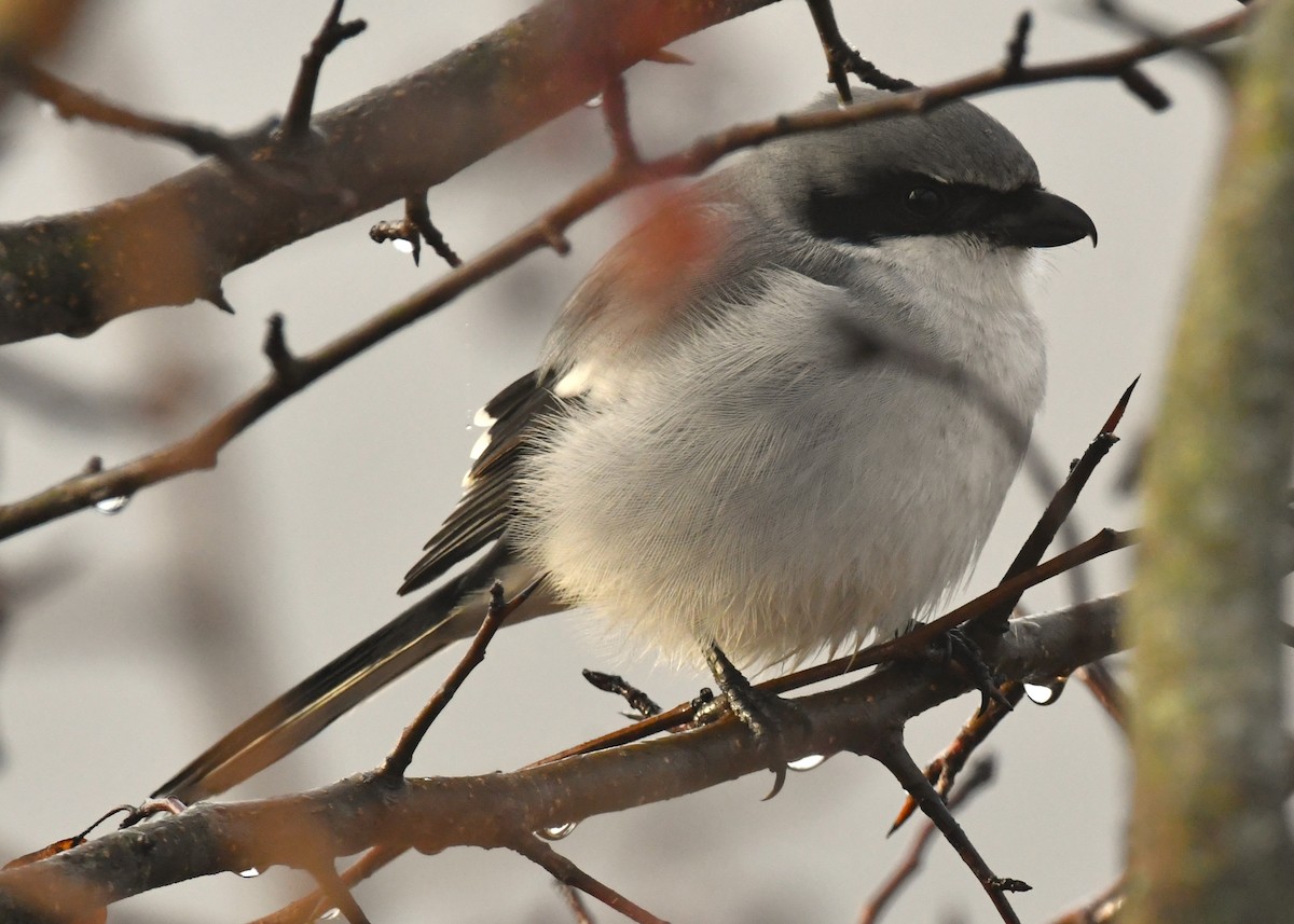 Loggerhead Shrike - ML646794189