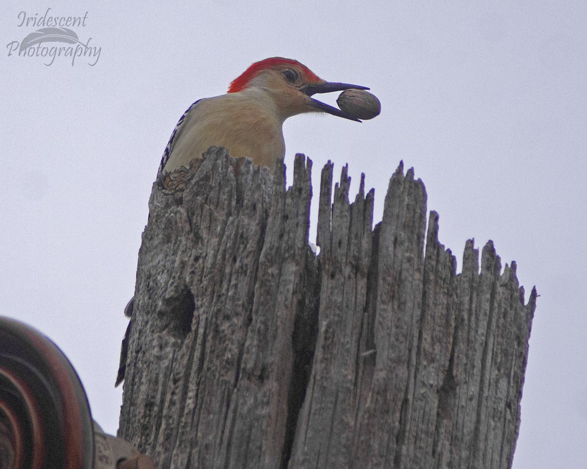 Red-bellied Woodpecker - ML646794191