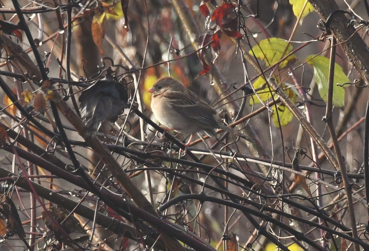 Field Sparrow - ML646794198