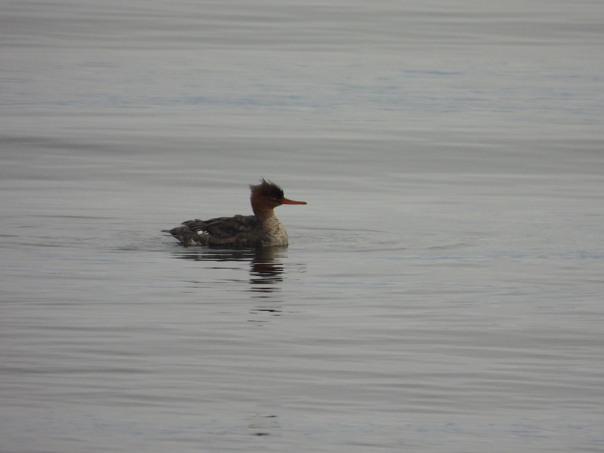 Крех середній - ML646794199