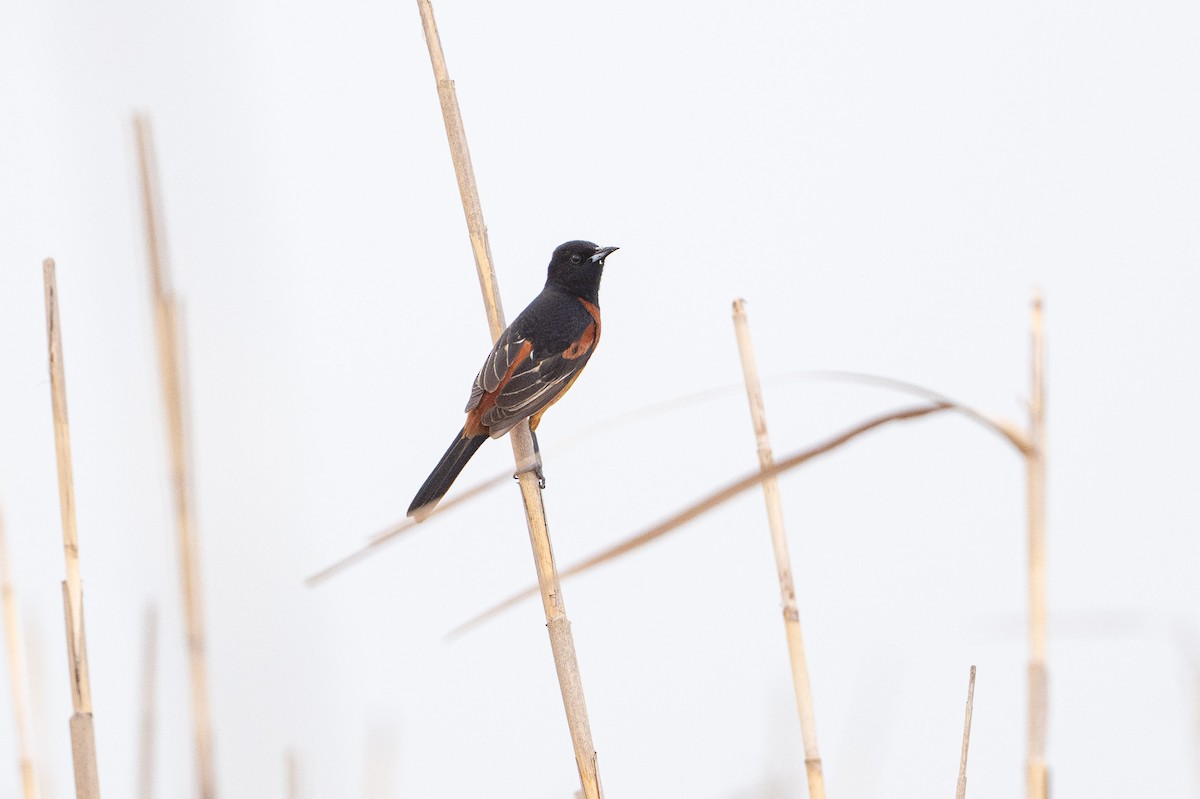 Oriole des vergers - ML646794201